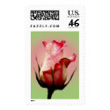 Rosebud Stamp - Rose in bloom by Lesleysloft Rosebud Stamp - Rose in bloom