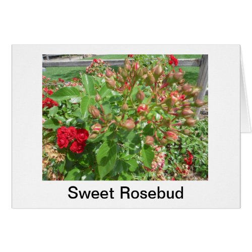 Rosebuds Card card