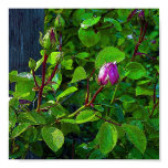 Rosebuds