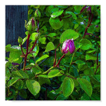 Rosebuds posters by Blacknight Rosebuds posters