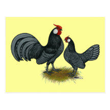 Rosecomb Blue Bantams Postcard