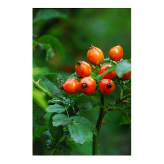 Rosehip after rain 1 print