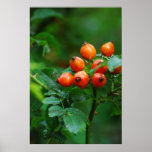 Rosehip after rain 1 posters