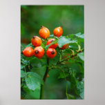 Rosehip after rain posters