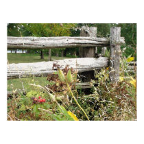 rosehips in front of split rail fence posters