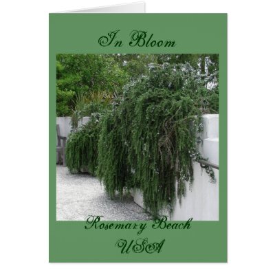 Rosemary Beach, Rosemary Greeting Card by merijanian