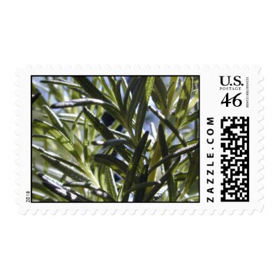 Rosemary upclose stamp by rkester