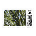 Rosemary upclose postage