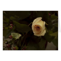 Roses and Berries - Pink Peace Rose cards
