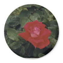Roses Are magnets