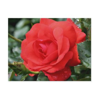 Roses Are Red Flower Photo Postcard postcard