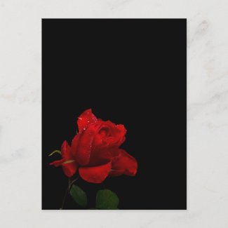 Roses Are Red Postcard