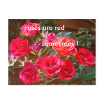roses are red post cards