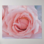 Roses Art Print