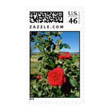 Roses at Botobolar Winery, Australia flowers Postage Stamps