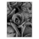 Roses Black & White cards