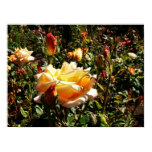 roses & buds