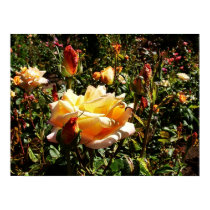 roses & buds posters