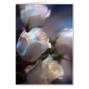 Roses cards