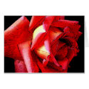 Roses cards by Rainmountain Roses cards