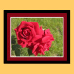 Roses for You Poster posters