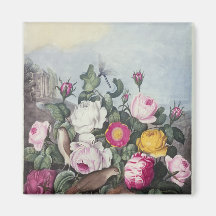 Roses, from 'The Temple of Flora' Magnets