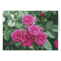 roses, group, love, joy, peace, life cards