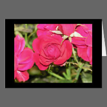 Roses in Bloom cards
