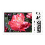 Roses in Cofields Garden