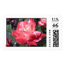 Roses in Cofields Garden postage