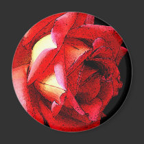 Roses magnets