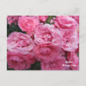 Roses of Rome, Italy Post Card