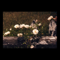 Roses on a Fence posters
