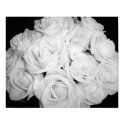 Roses on Canvas posters