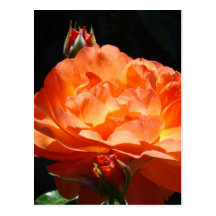 ROSES Orange Rose Flowers 2 Cards Gifts Mugs Post Cards