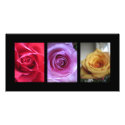 Roses