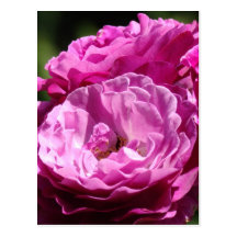 ROSES Pink Purple Rose Flowers 1 Cards Gifts Mugs Post Cards