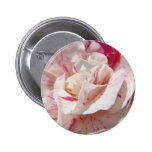 ROSES Pink White Rose Flowers 1 Cards Gifts Mugs