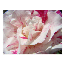 ROSES Pink White Rose Flowers 1 Cards Gifts Mugs Postcards