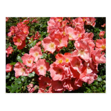 ROSES Pink White Rose Flowers 7 Cards Gifts Mugs Postcard