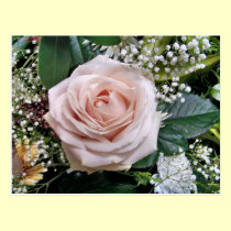 ROSES postcards