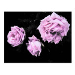 Roses Post Card