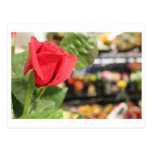 Roses Post Card