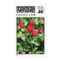 Roses postage