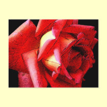 Roses postcards