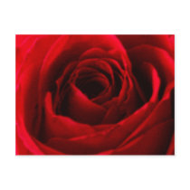 Roses Post Card