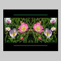 Roses postcard postcards
