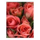 Roses Postcard