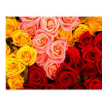 Roses Postcard