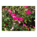 roses posters